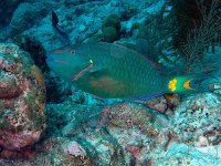 Stoplight Parrotfish